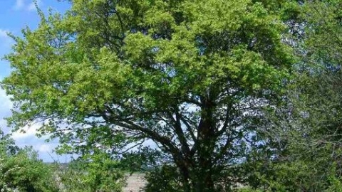 Maple tree