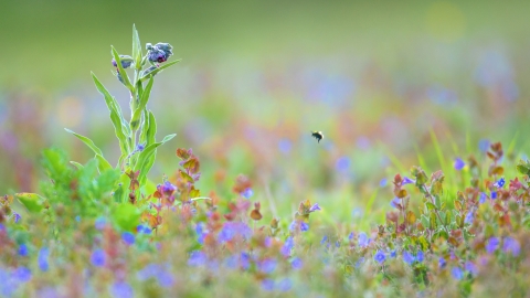Wildflowers in meadow
