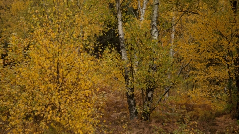 Autumn trees