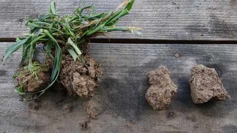 Soil health