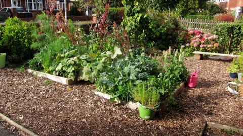Edible Garden