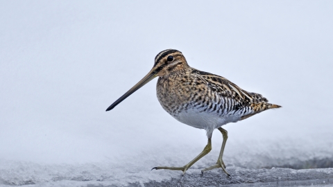 Common snipe