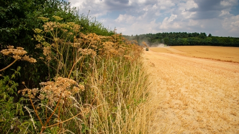 Jordans Farm Partnership Oat harvest  © Matthew Roberts