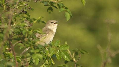 Warbler
