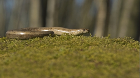 slow worm