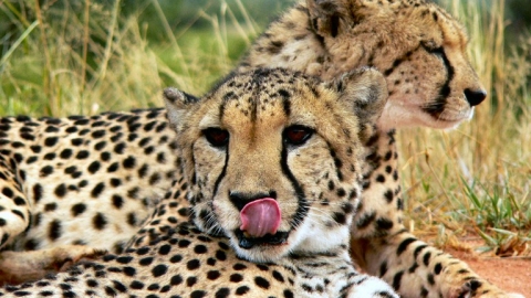 Cheetah