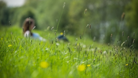 Meadow