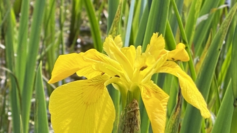 yellow iris