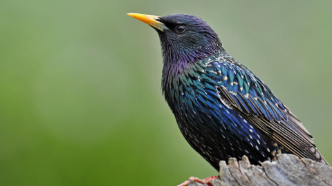 Starling