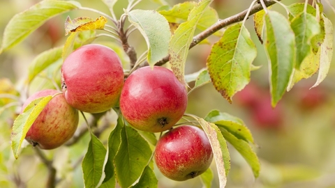apple