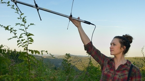 Searching for Pine Martins