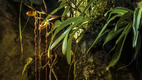 Sarawak orchid