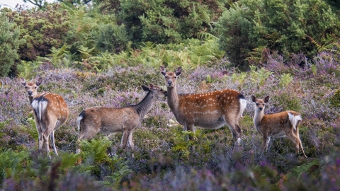 Sika deer
