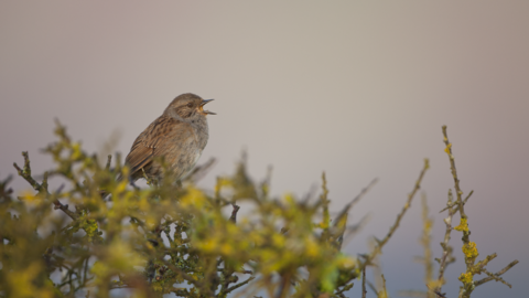 Bird in hedgerow