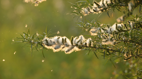 crack willow