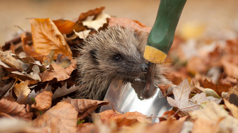 hedgehog
