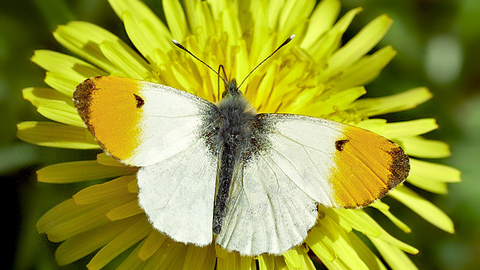 Orange Tip John Bridges