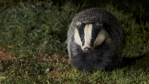 Badger at night