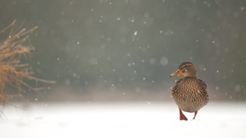 Mallard in snow