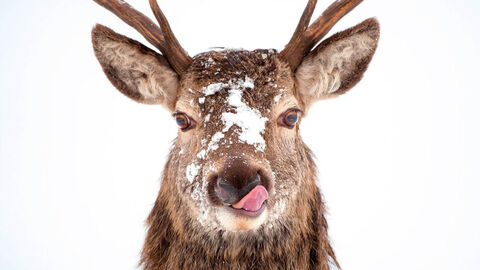 Stag in snow