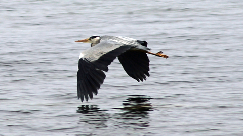 Heron in flight over water