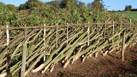 Introduction to Traditional Hedgelaying