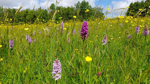 Orchids in meadow at Folly Farm