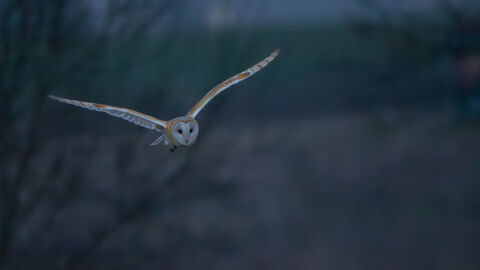 Barn owl 