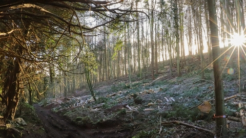 Light shining through the trees at Goblin Combe