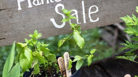 Plants for sale
