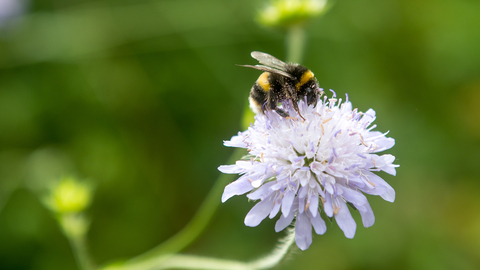 An image of a buff-tailed bumblebee