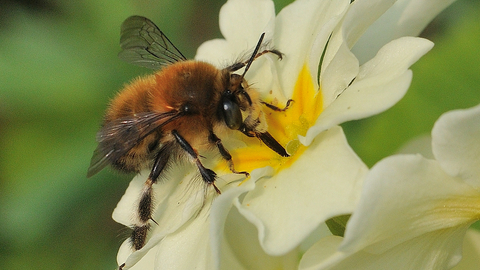 Hairy-footed flower bee on a flower