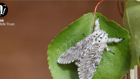 pus moth