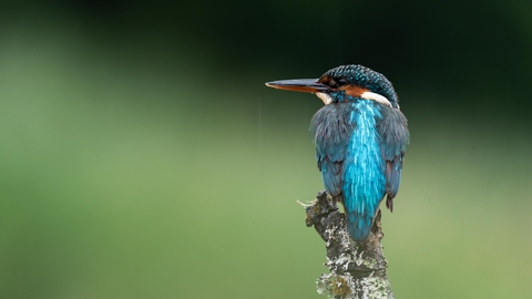 Kingfisher