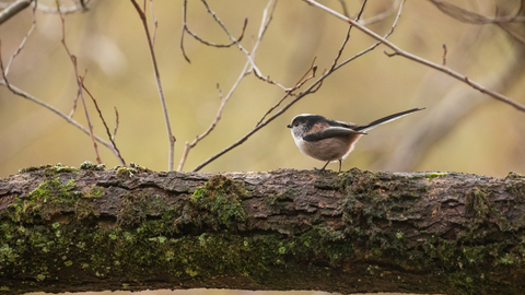 long tailed tit on branch looking left