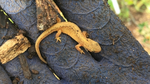 newt