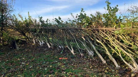 Hedgelaying Midland style
