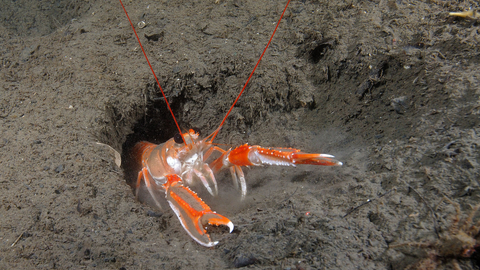 Scampi poking out of mud in sea