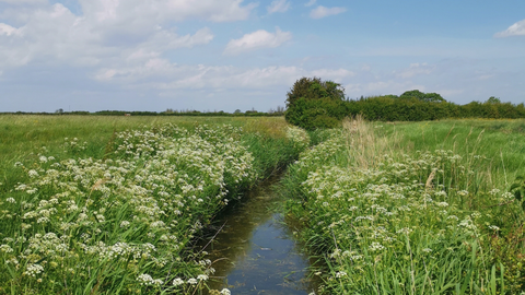 A ditch at Ebdon Farm