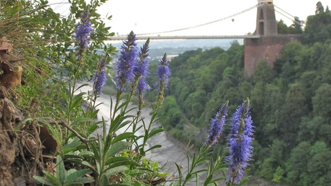 Avon Gorge with wildflowers in the foreground