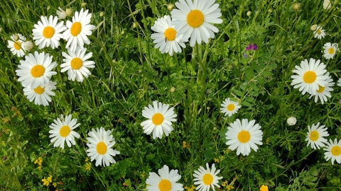 Meadow1