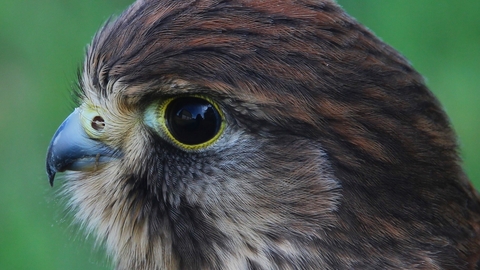 Kestrel