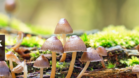 A group of mushrooms on a mossy log, with the Avon Wildlife Trust badger logo in the corner and the words 'Fungi Walk in Stoke Park' below.