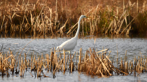 Great white egret