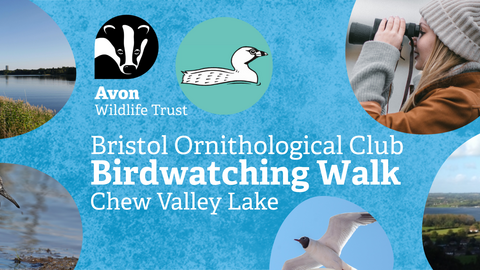 A selection of photos of waterbirds, alongside the Avon Wildlife Trust and Bristol Ornithological Club logos. Text reads Bristol Ornithological Club Birdwatching Walk Chew Valley Lake.