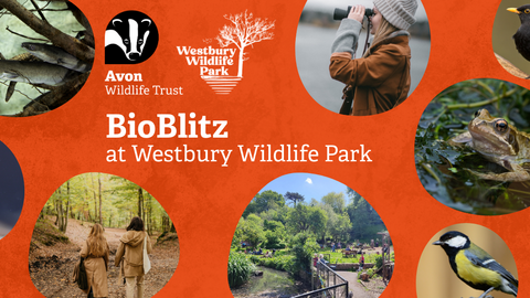 Pictures of newts, forgs and eels on an orange background, text reads 'BioBlitz at Westbury Wildlife Park'