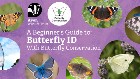 Pictures of UK butterflies - peacock, marbled white, red admiral, small tortoiseshell, common blue and gatekeeper on a purple background, text reads 'A Beginner's Guide to Butterfly ID with Butterfly Conservation'