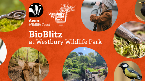 Photos of slowworms, goldcrests, blackbirds and great tits on an orange background, text reads 'BioBlitz at Westbury Wildlife Park'