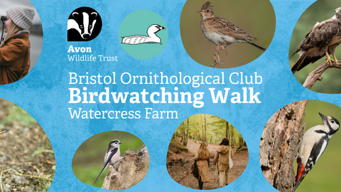 Photos of birds including buzzard, great tit, long-tailed tit, great spotted woodpecker, sing thrush and skylark on a blue background. Text reads 'Bristol Ornithological Club Birdwatching Walk at Watercress Farm'
