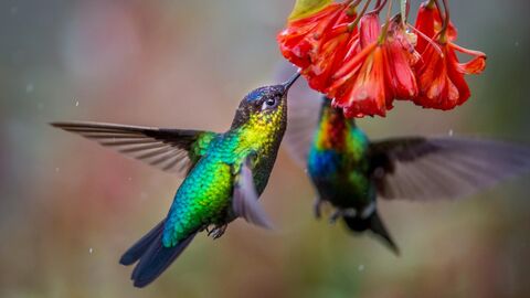 A hummingbird drinking nectar